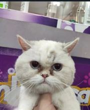 Txapoteando Felices Peluquería canina y felina imagen 3