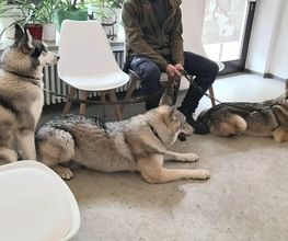 Hunde im Wartezimmer