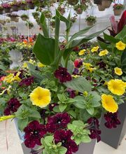 Diegel's Greenhouse image 4