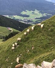 Fellschnack Bild 9
