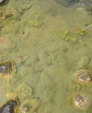 Simart Gartenbau GmbH Bild 6