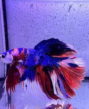 Aquasalvaje imagen 15