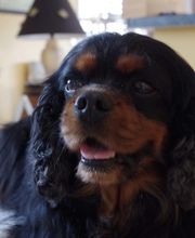 Asenack Association image 7