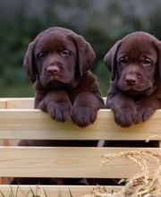 Reinado Canino imagen 4