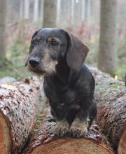 Jagdhundeausbildung Sommer Bild 7