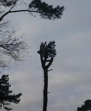 Doualle Frédéric Pour la Beauté de Vos Jardins image 5