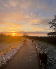 Super Hundeurlaub Bild 4