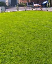 Rollrasen nach zwei Wochen