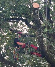 Arbor Saintonge image 1