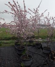 Baumschule Goßner Bild 15