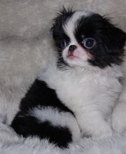 Sandrine Le Rest image 1