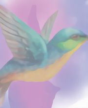 Jeannot Daisy image 12