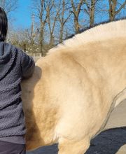 Mela Mobil Tierphysio Bild 6