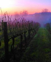 Pearmund Cellars image 2