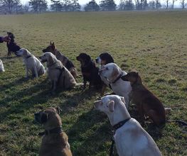 Lanis-Hundeschule Bild 1