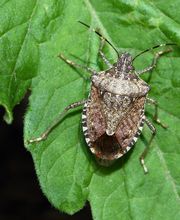 OPC Pest Services image 7