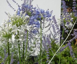 Jardins d'Ile image 5