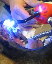 Dierenarts Meemortel De