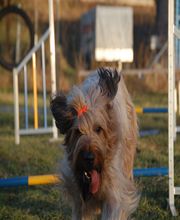 Hundeschule Göttingen Bebra Bild 4