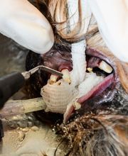 Kleintierklinik am See Bild 9