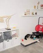 anima activa Hundephysiotherapie Bild 7