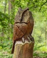 FriedWald Hasbruch Bild 8
