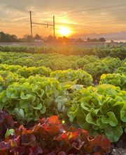 Marché Balmer Bild 13