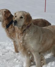 Clinique Vétérinaire du Docteur Clément image 4