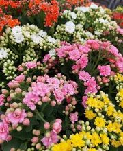 Bricomarché Pont-À-Mousson image 14