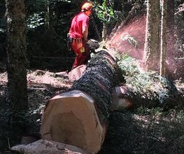 B Bois Forêts image 10