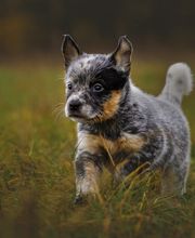 MenschUndHundZentrum Bild 20