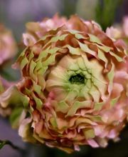 Blumen Bijou GmbH Bild 7