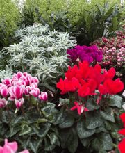 Blumen Petermann Bild 3