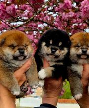 SHIBA INU Elevage  - Go You Djenima since 2007 image 5