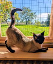 Douce Ronronnade image 3