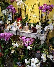 Fleurs en Abondance image 6