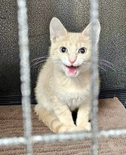 Westerville Veterinary Clinic image 5