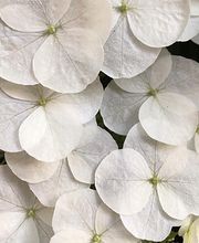 Emilia Mihalydeakpal DaMa Pflanzendesign Bild 13