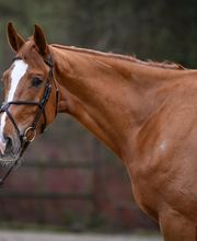 Reitsportzentrum St. Josefen AG Bild 2