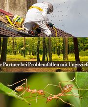 Schädlingsbekämpfung und Desinfektion Gisbert Gürtler Bild 1