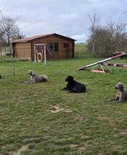 Agil'Canin 36 image 7
