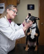 Rockford Veterinary Clinic image 10