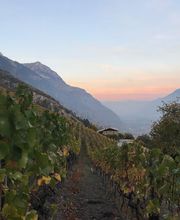 Cave de l'Orlaya SA Bild 4