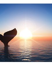 Auvet Pascal image 2