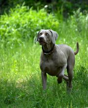 Dr. med. vet. Stephanie Adams - Tierverhaltenstherapie Bild 8