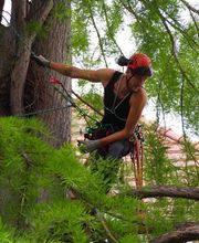 Baumpflege Fischer Bild 2