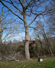 Elagage Pays Basque image 2