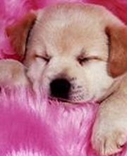 Paradis Canin image 2
