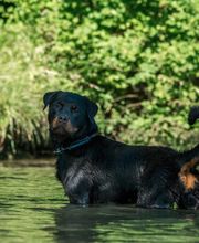Hundeschule Zürioberland Bild 4