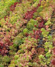 Staudengärtnerei David Müller Bild 21